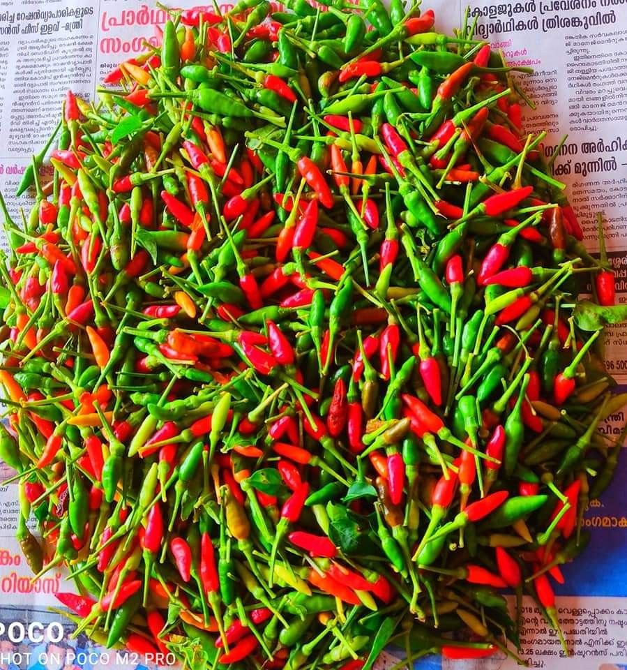 Cabai Rawit Merah